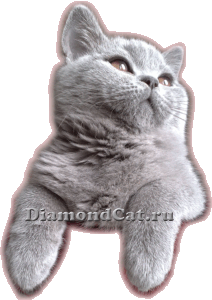British blue cat Lucia Silvery Snow at the age of 3 months