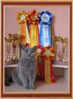 We participated in the International Cat Show May 28-29 "Cup of the White City" by the WCF in the junior class.