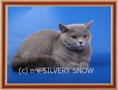 Mother British blue cat Ch. Olimpiada Silvery Snow BRIa
