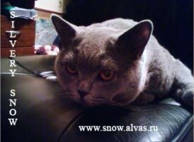 Дед по матери британский голубой кот X-Ray Silvery Snow BRIa