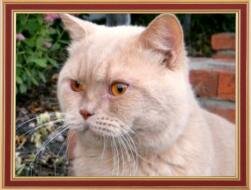 His father - a British cat cream colored Jewel