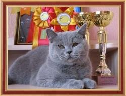 Mother - Blue British cat Ch. Lucia Silvery Snow