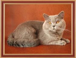 Британский голубой кот Yannik Silvery Snow